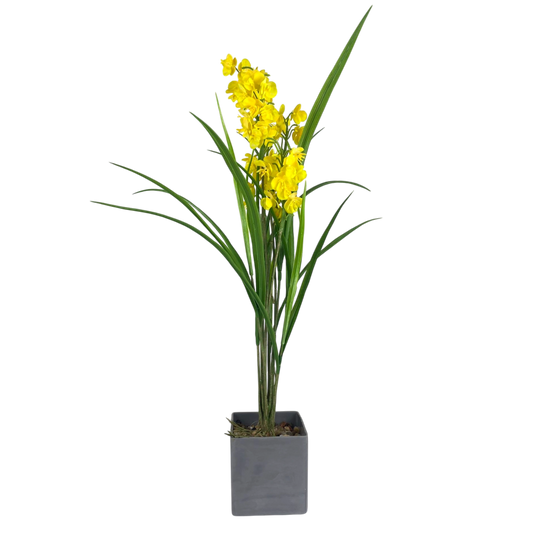 Golden Orchid Grass