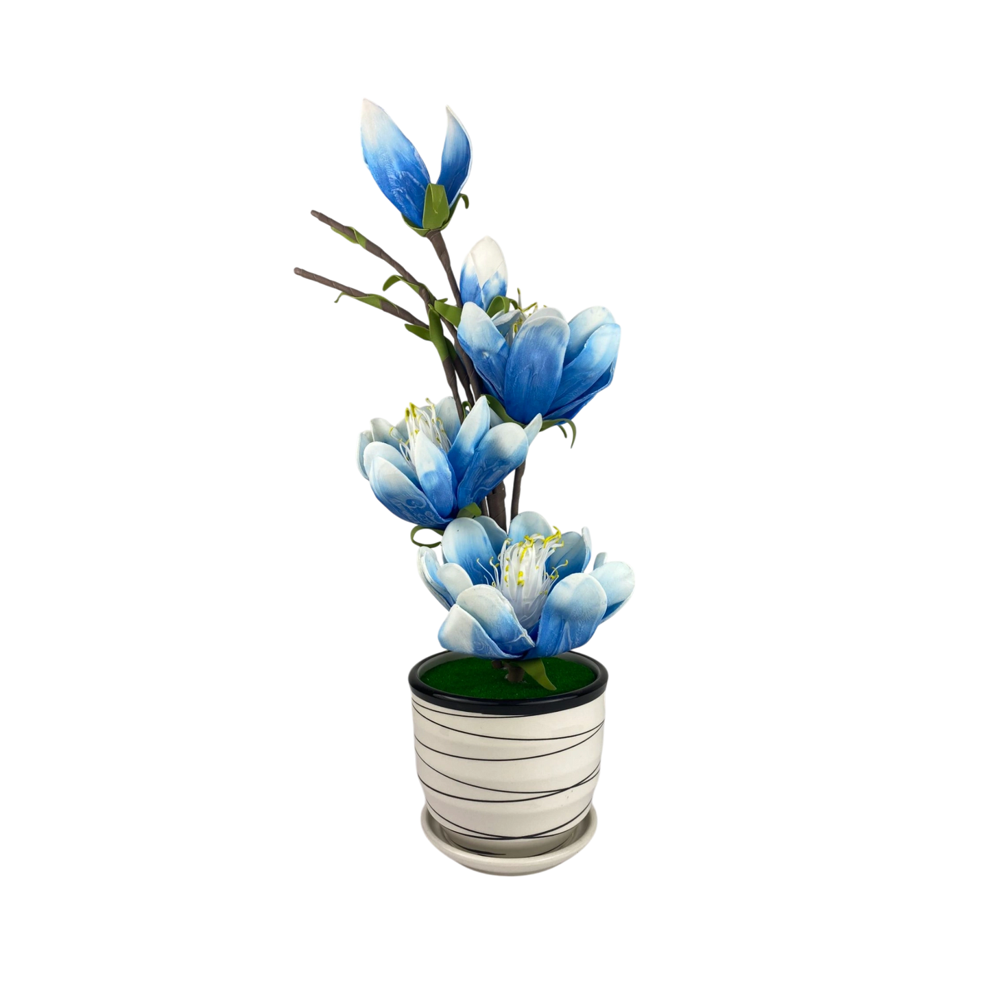 Blue lily Blossom