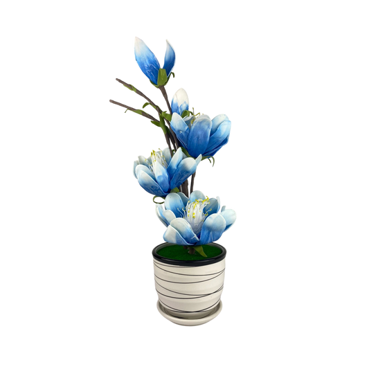 Blue lily Blossom
