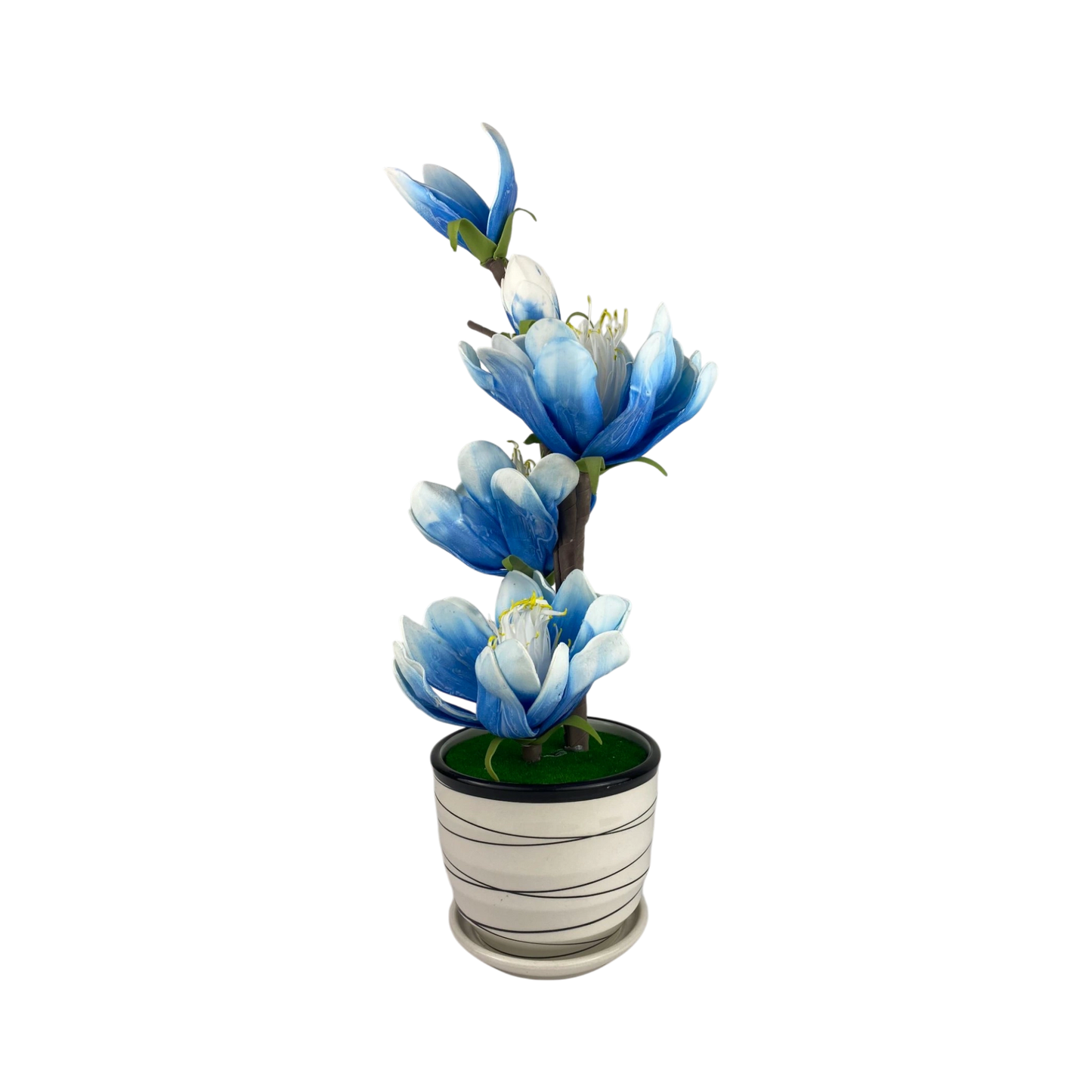 Blue lily Blossom