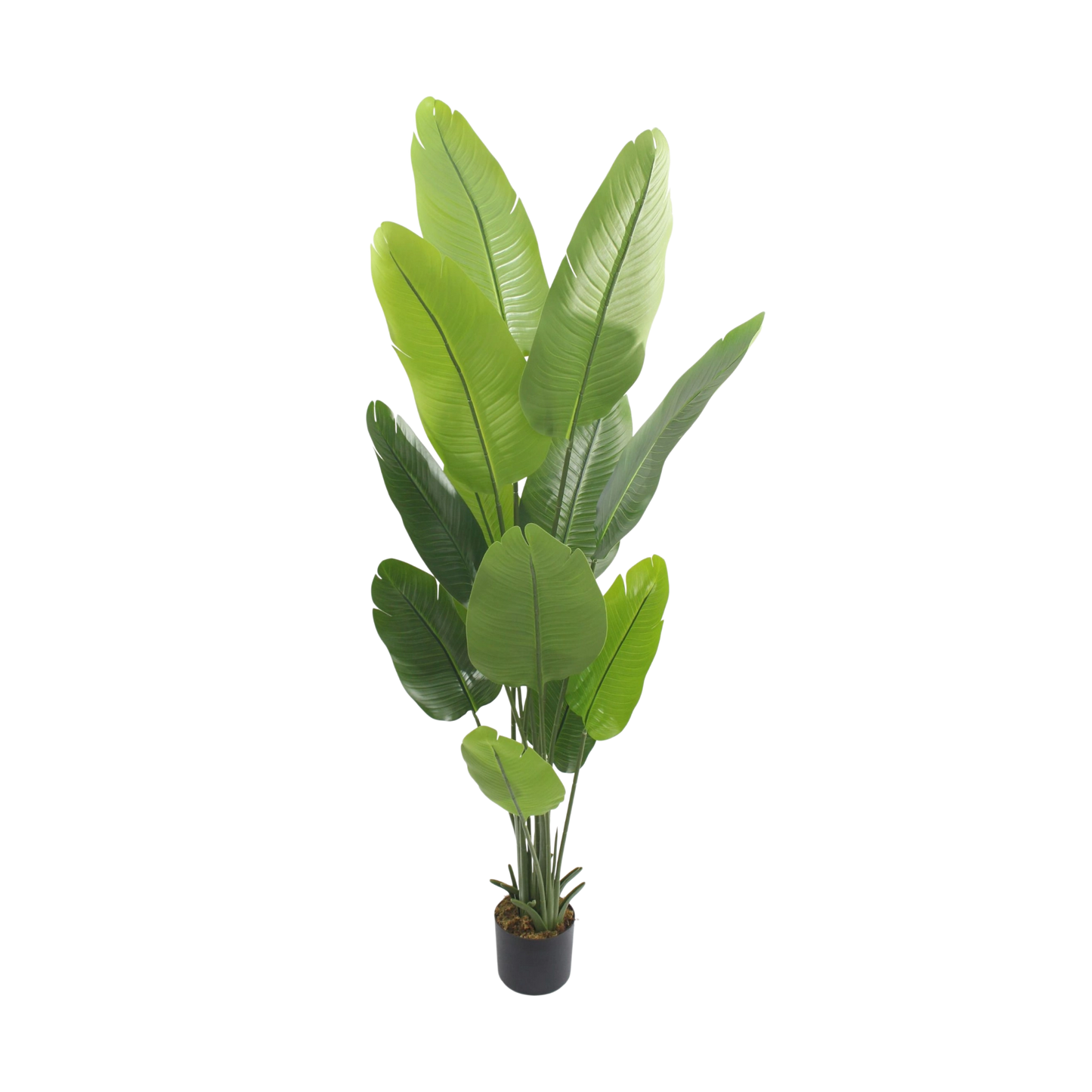 Artificial Bird of banana Plant – Tall Tropical Greenery 1.8m
