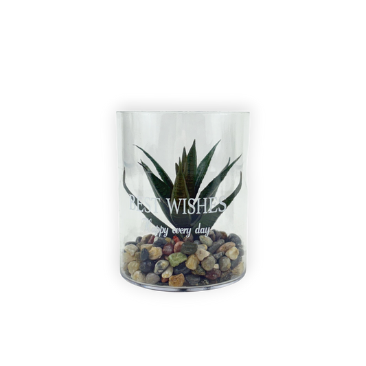 Artificial Succulent in Glass Cylinder Pot with Pebbles – “Best Wishes” Décor